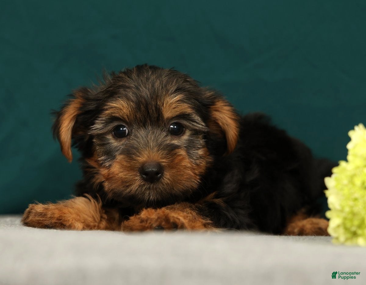 Yorkshire Terrier dogs Patriot - Ad 1
