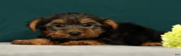 Yorkshire Terrier dogs for sale: Patriot - Ad 1