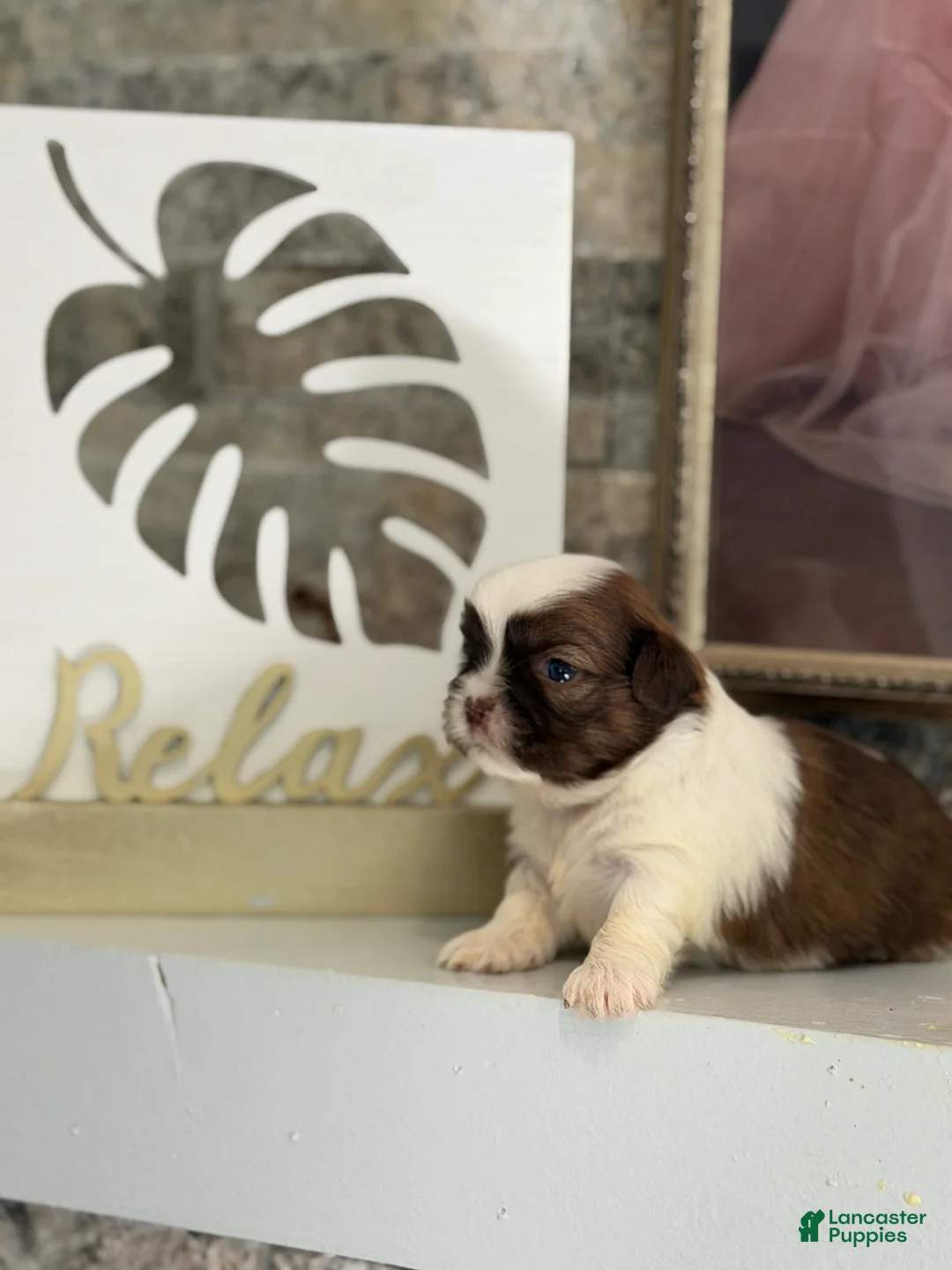 Shih Tzu dogs for sale: Minnie - Ad 2