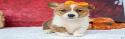 Welsh Corgi Pembroke dogs for sale: Audrey🦴  - Ad 3
