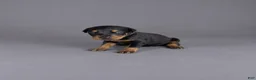 Doberman Pinscher dogs for sale: Oberyn - Ad 2