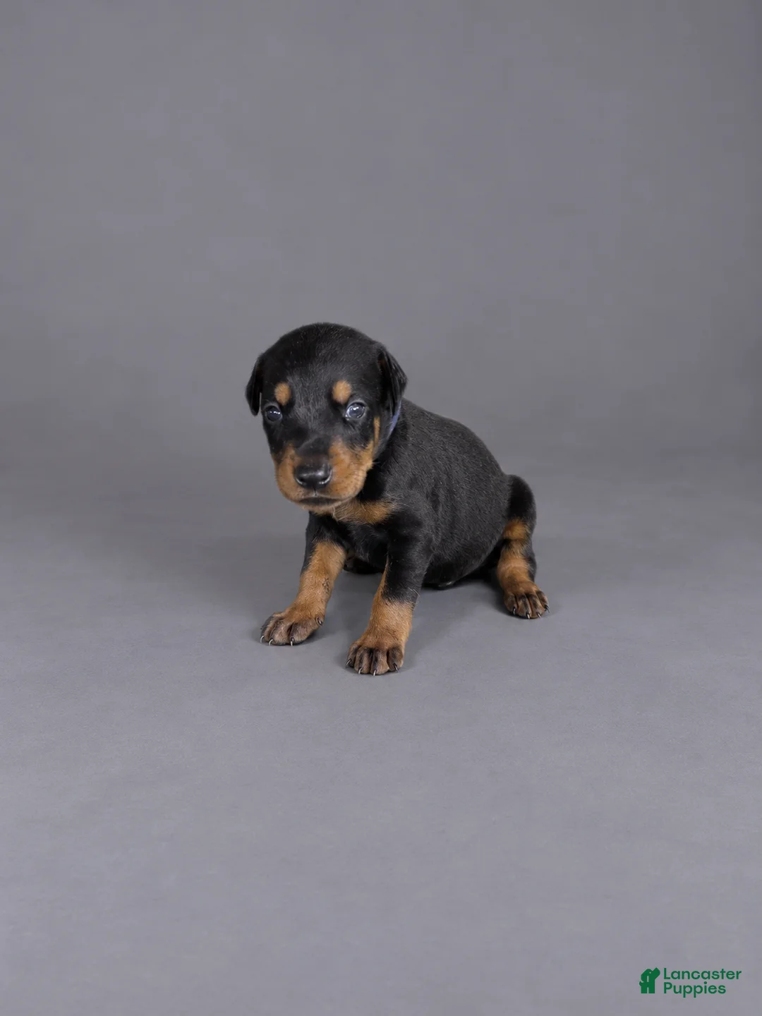 Doberman Pinscher dogs for sale: Oberyn - Ad 2