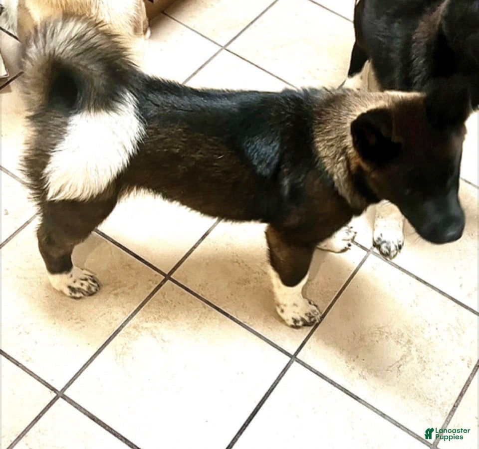 Akita dogs Kobe - Ad 35