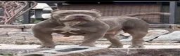 American Bully dogs for sale: Duke - Ad 4
