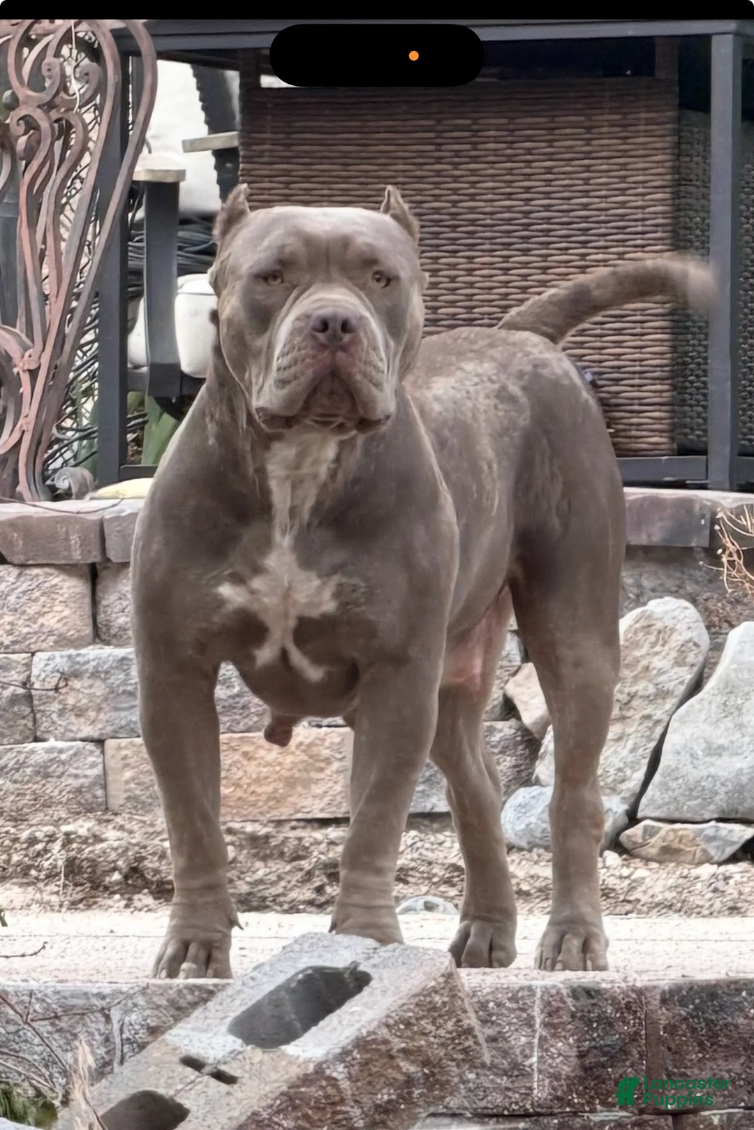 American Bully dogs for sale: Lila - Ad 2