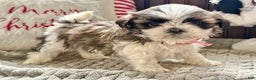 Shih Tzu dogs for sale: Pansy - Ad 3