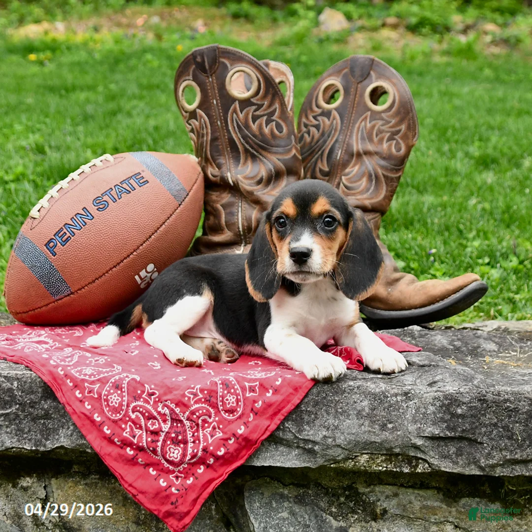 Beagle dogs for sale: Shelley - Ad 2