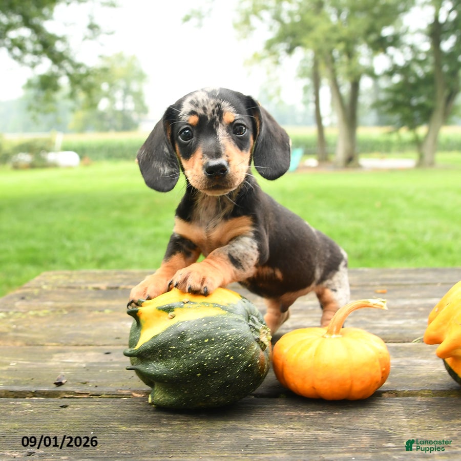 Miniature Dachshund dogs Pizza  - Ad 1