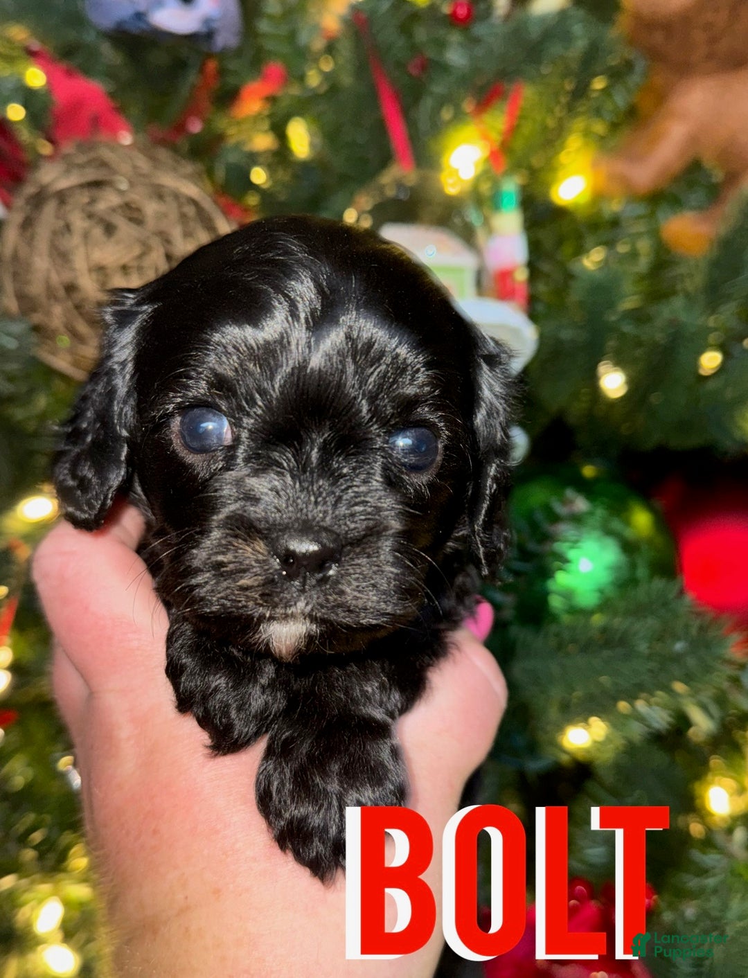 Cavapoo dogs for sale: BOLT - Ad 2