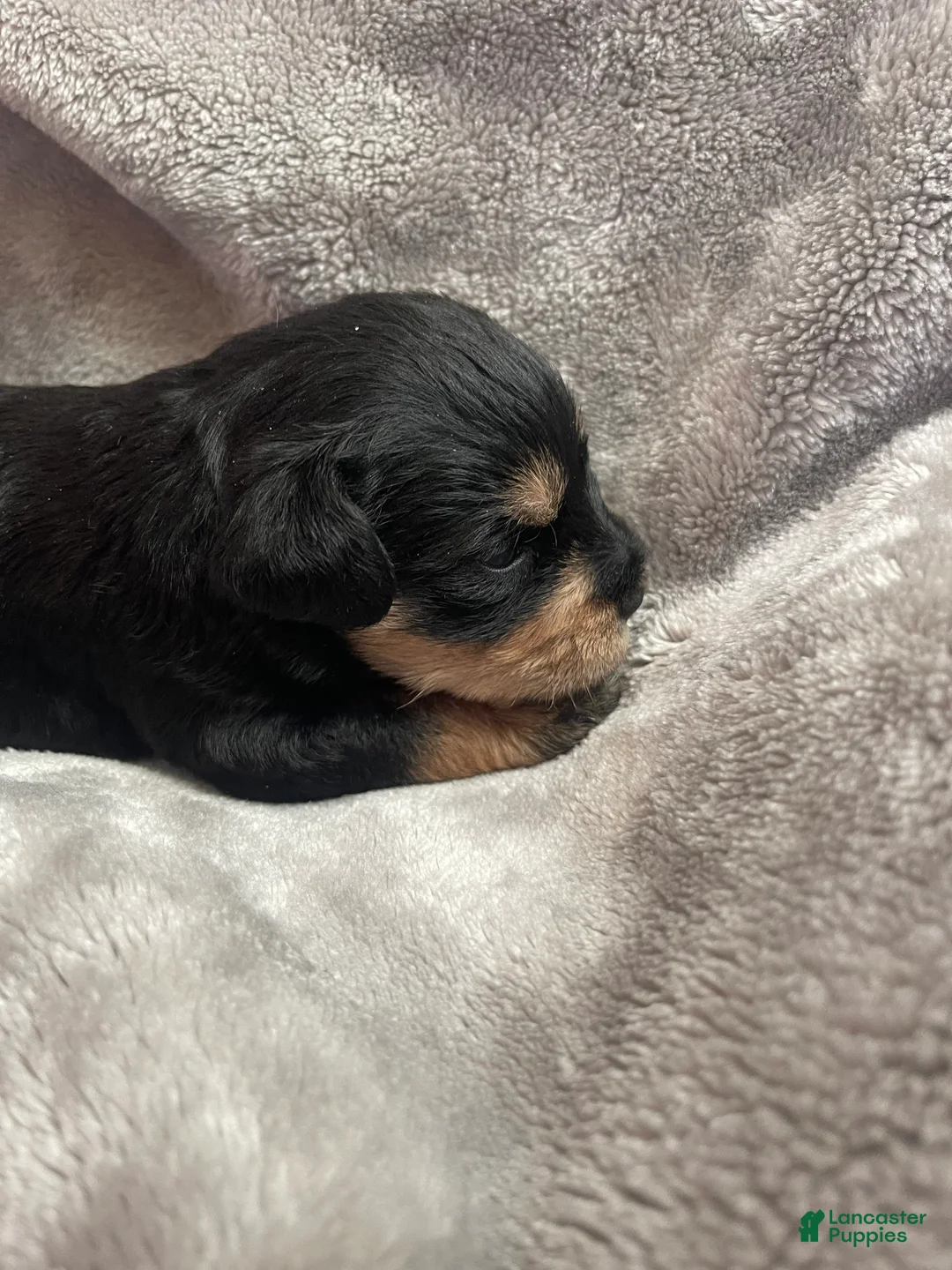 Miniature Schnauzer dogs for sale: Miniature Schnauzer Puppy 3 - Ad 4