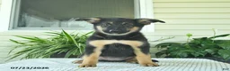 Mixed Breed dogs for sale: Ruby  - Ad 1