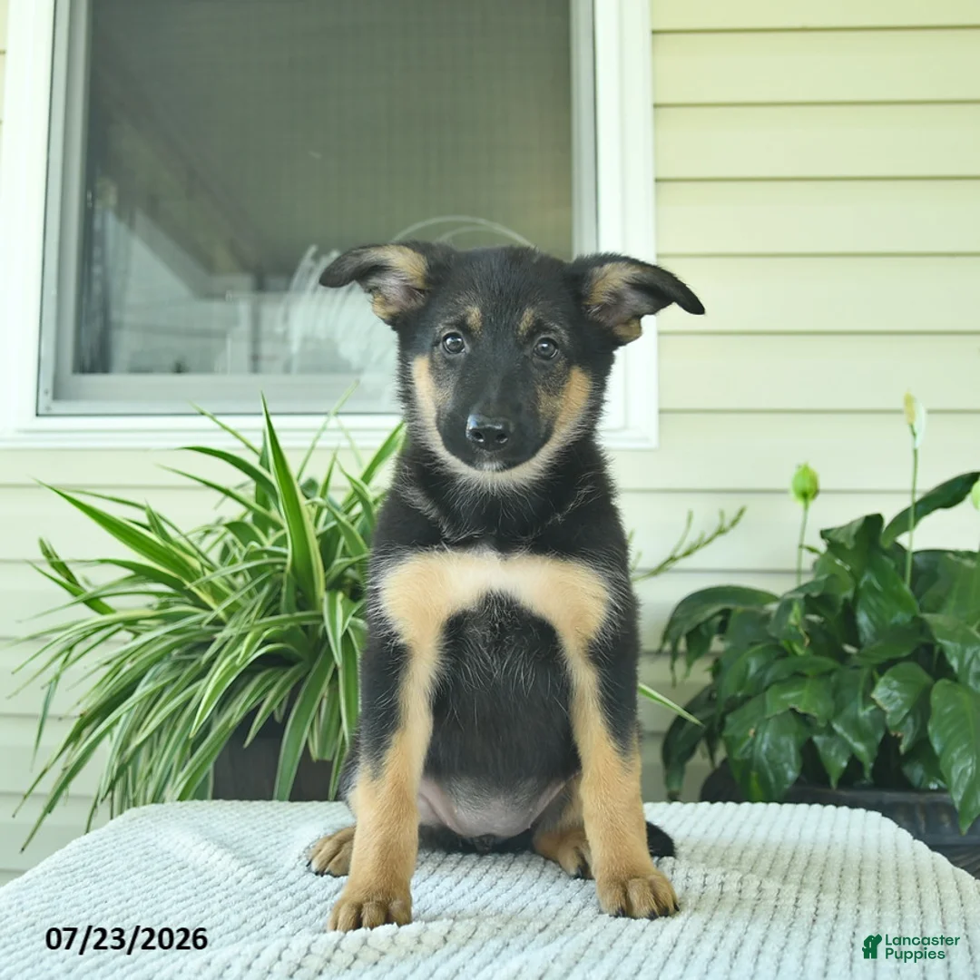 Mixed Breed dogs for sale: Ruby  - Ad 1