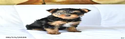 Yorkshire Terrier dogs for sale: Axle - Ad 3