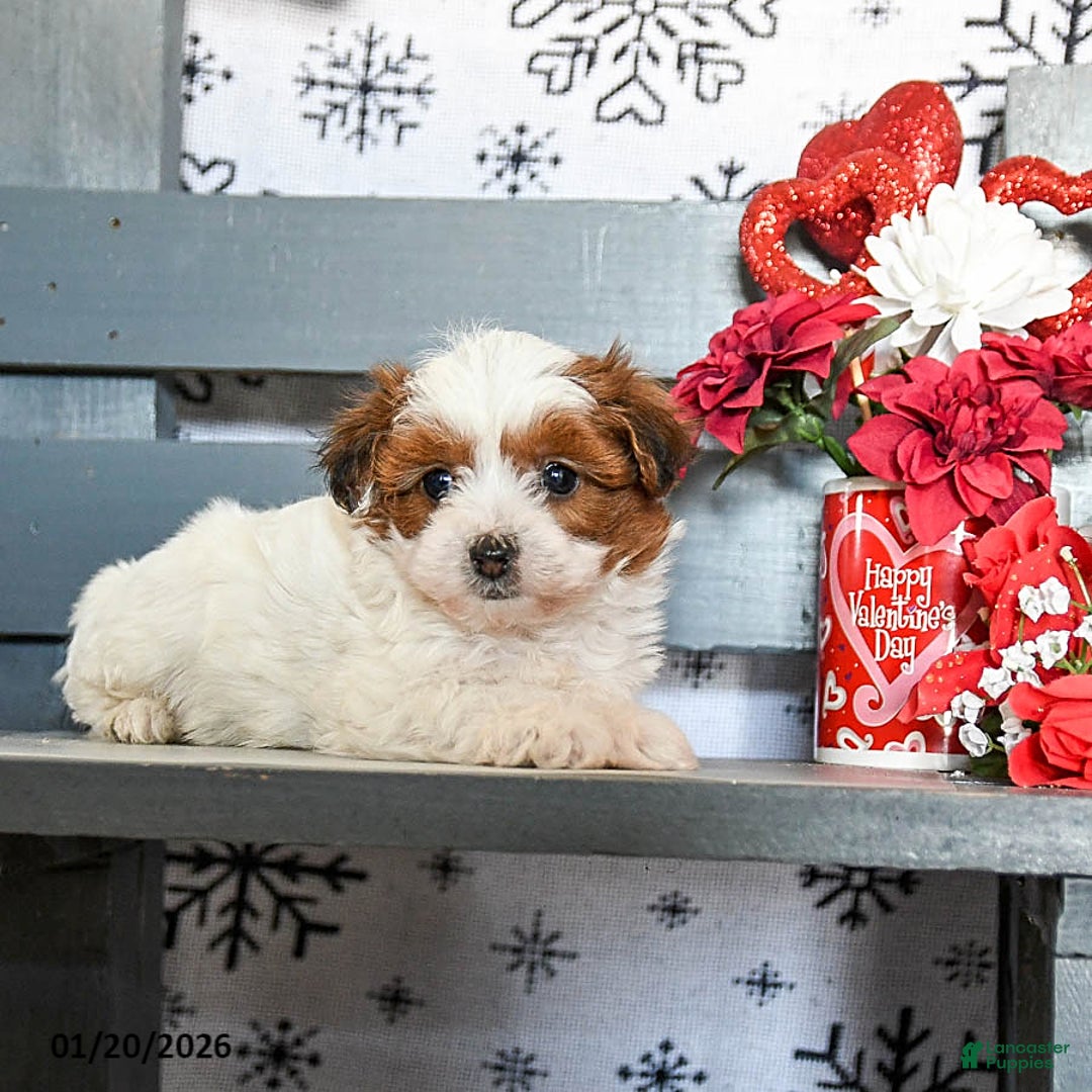 Havapoo dogs for sale: Reggie - Ad 4