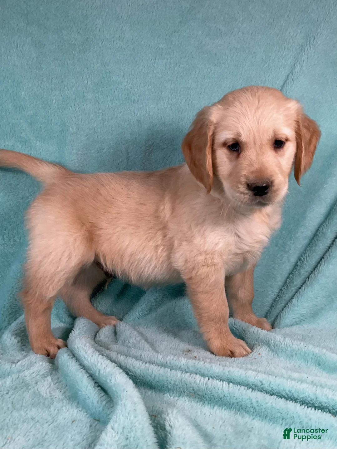 Golden Retriever dogs for sale: Cody - Ad 1