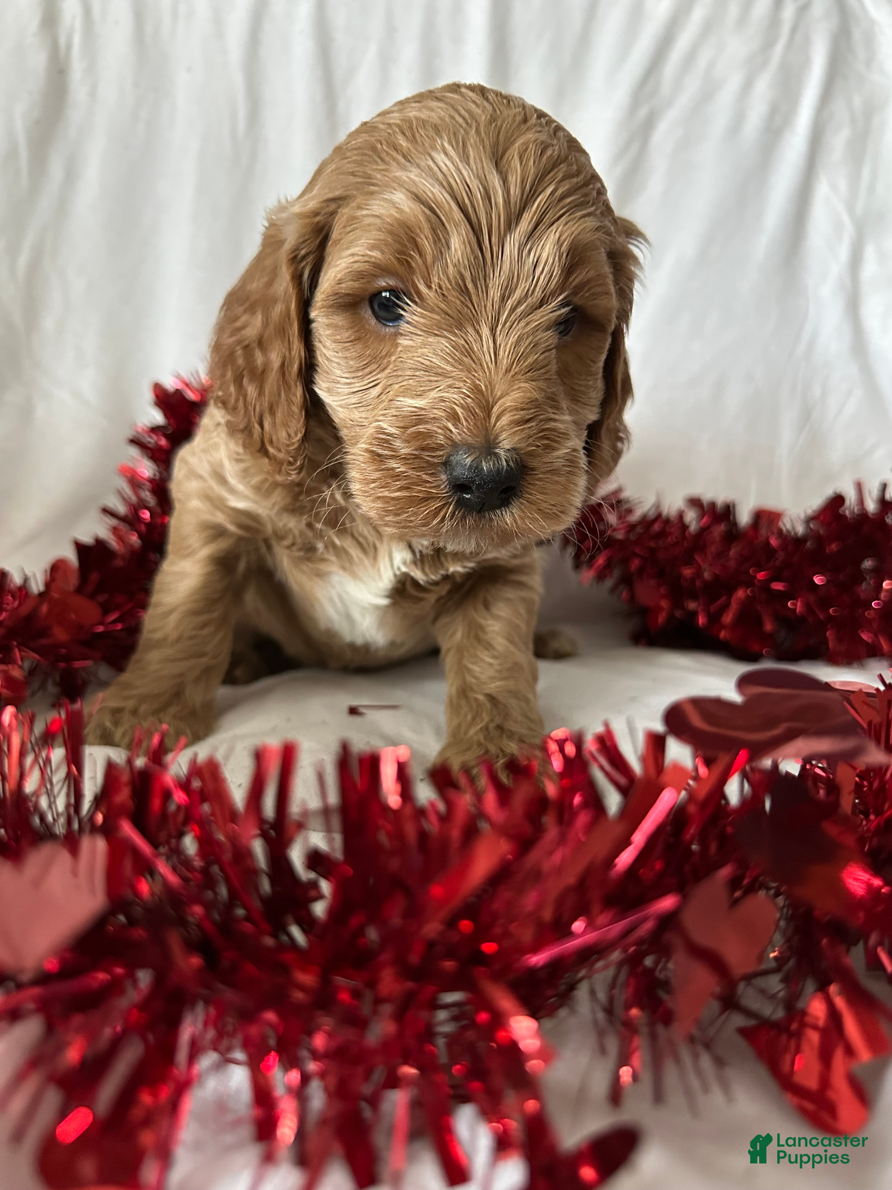 Irish Doodle dogs Cheer- In home raised  - Ad 2