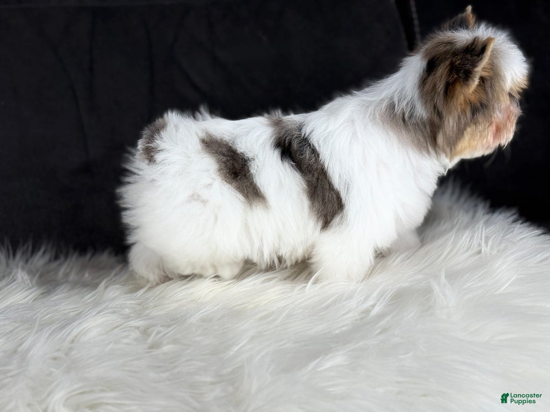 Yorkshire Terrier dogs for sale: Stuart 2 blue eyes  - Ad 4