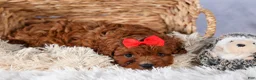 Cavapoo dogs for sale: GUS - Ad 12