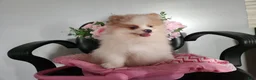Pomeranian dogs for sale: Pomeranian Puppy 1 Pearl - Ad 4