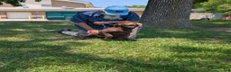 Chesapeake Bay Retriever dogs for sale: Your Choice - Ad 3