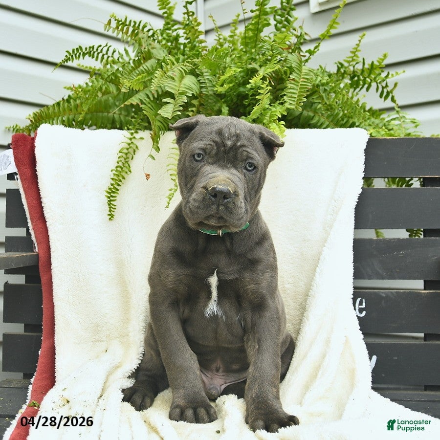 Cane Corso dogs Dexter  - Ad 1