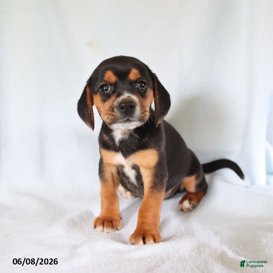 Beagle dogs Susie - Ad 1