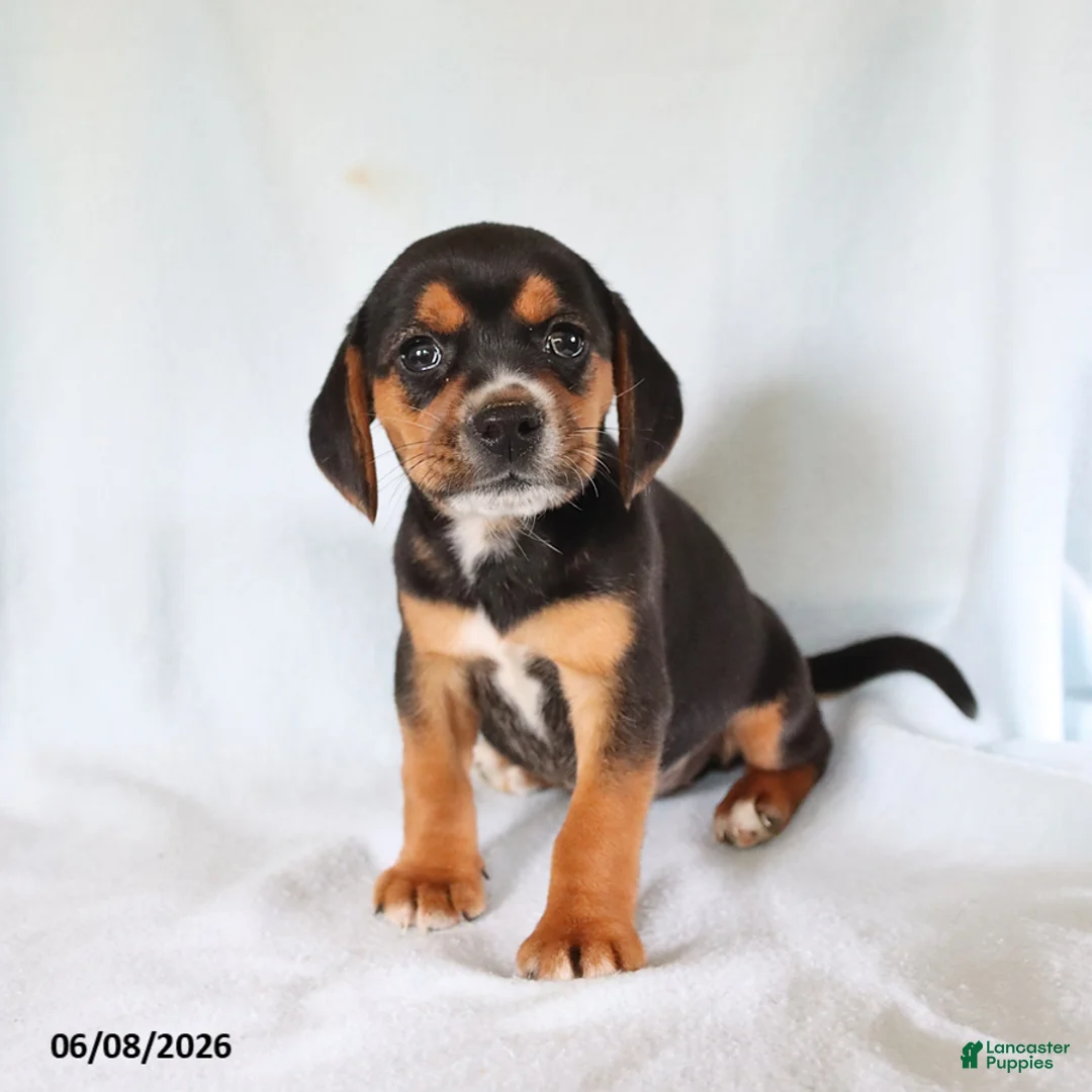 Beagle dogs for sale: Susie - Ad 1