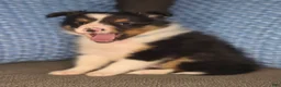 Shetland Sheepdog dogs for sale: Detroit  - Ad 16