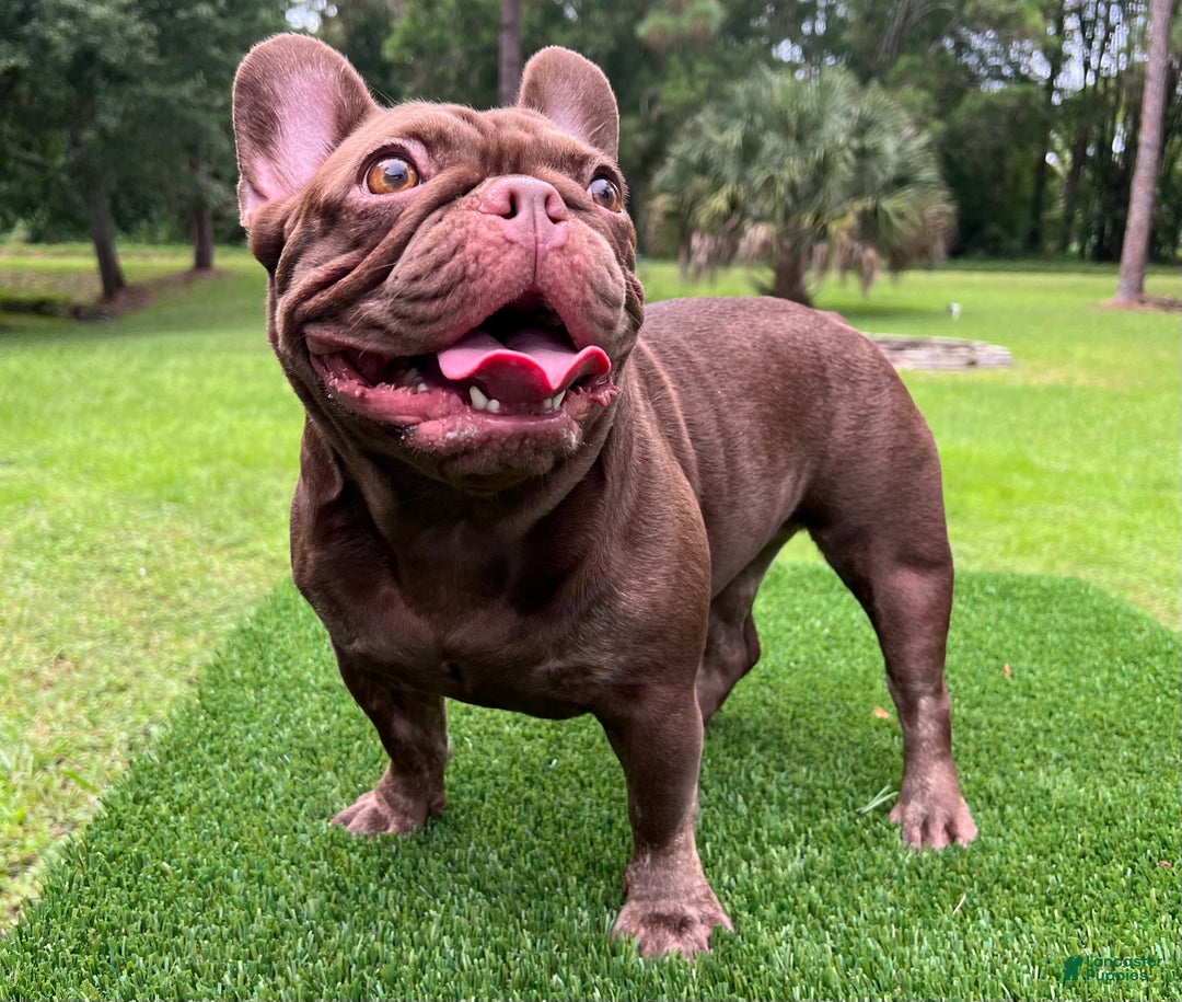 French Bulldog dogs for sale: Reese’s Akc - Ad 5