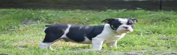 Olde English Bulldogge dogs for sale: Anubis - Ad 2
