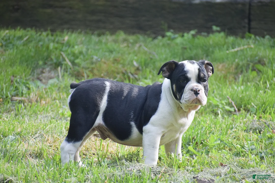 Olde English Bulldogge dogs for sale: Anubis - Ad 2