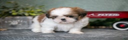Shih Tzu dogs for sale: Tippy - Ad 3
