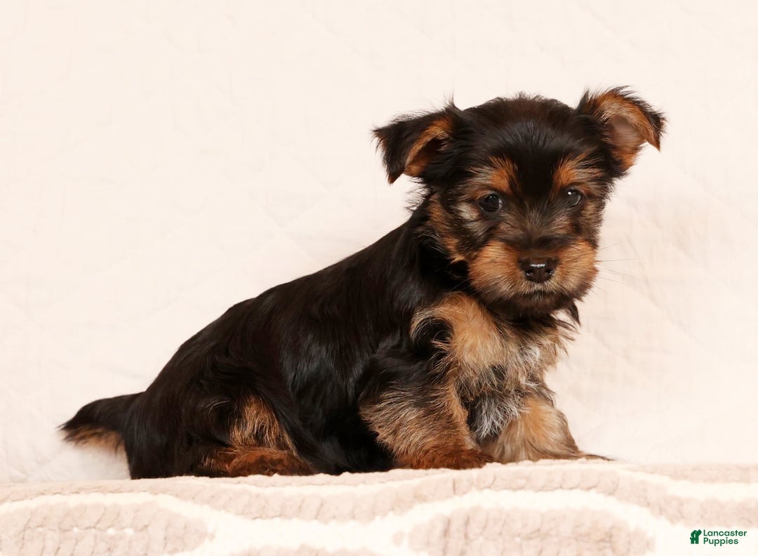 Yorkshire Terrier dogs for sale: Carmel - Ad 2
