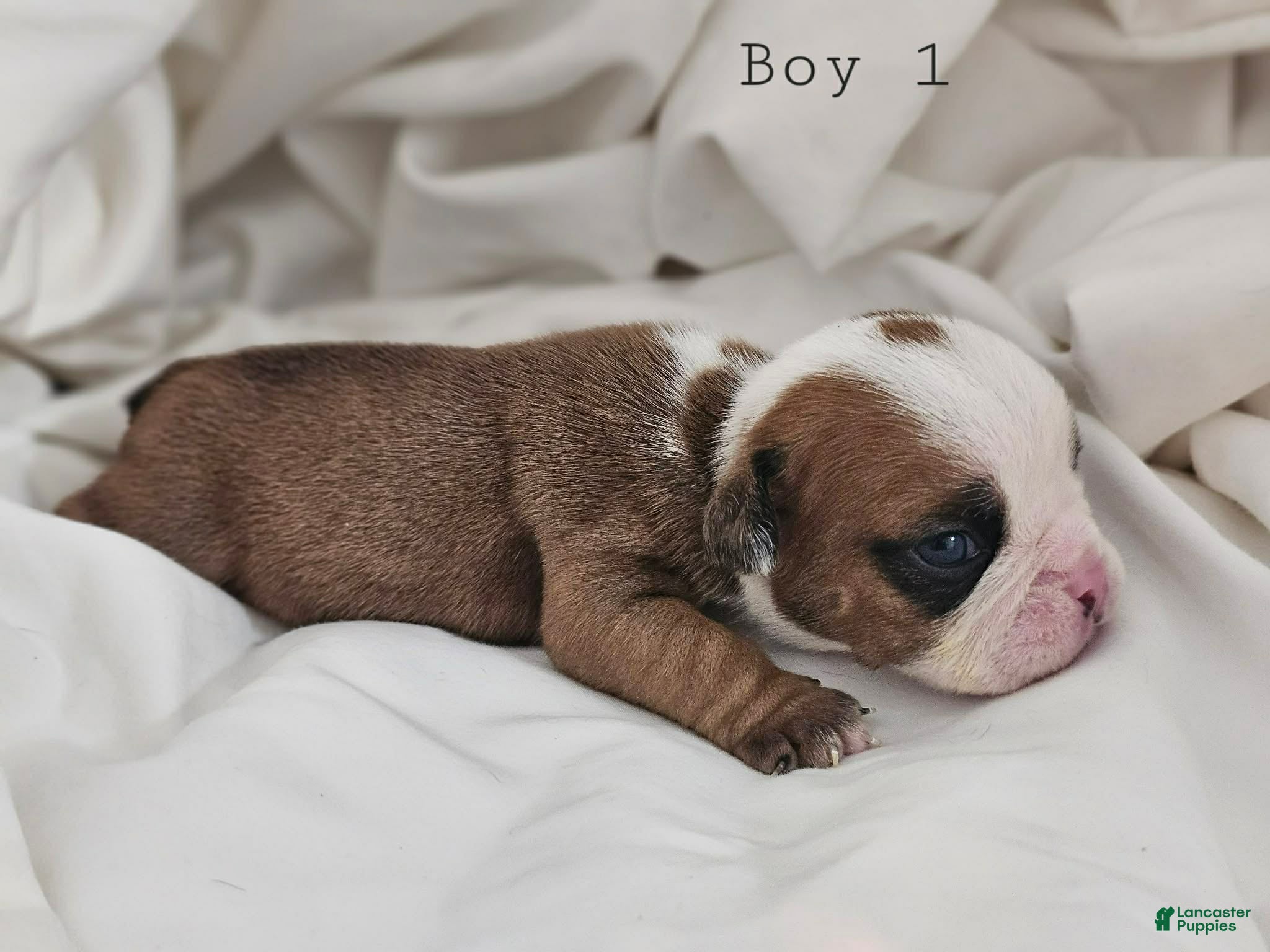 English Bulldog dogs English Bulldog Puppy 1 - Ad 1