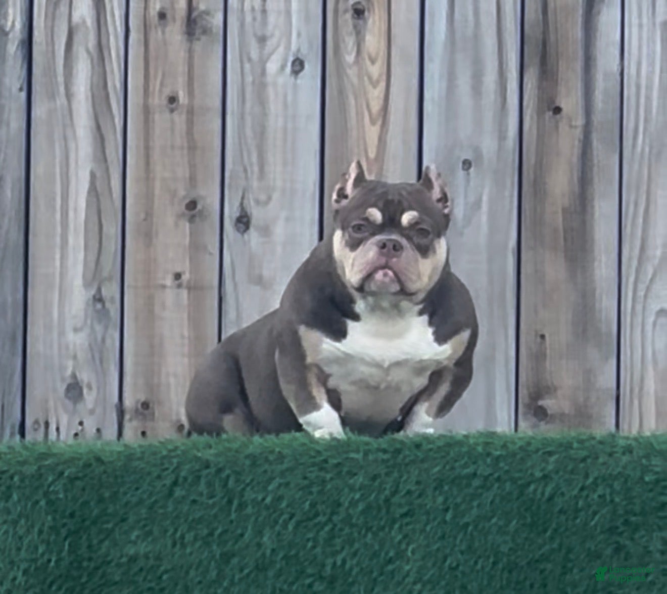 American Bully dogs Nutella - Ad 38