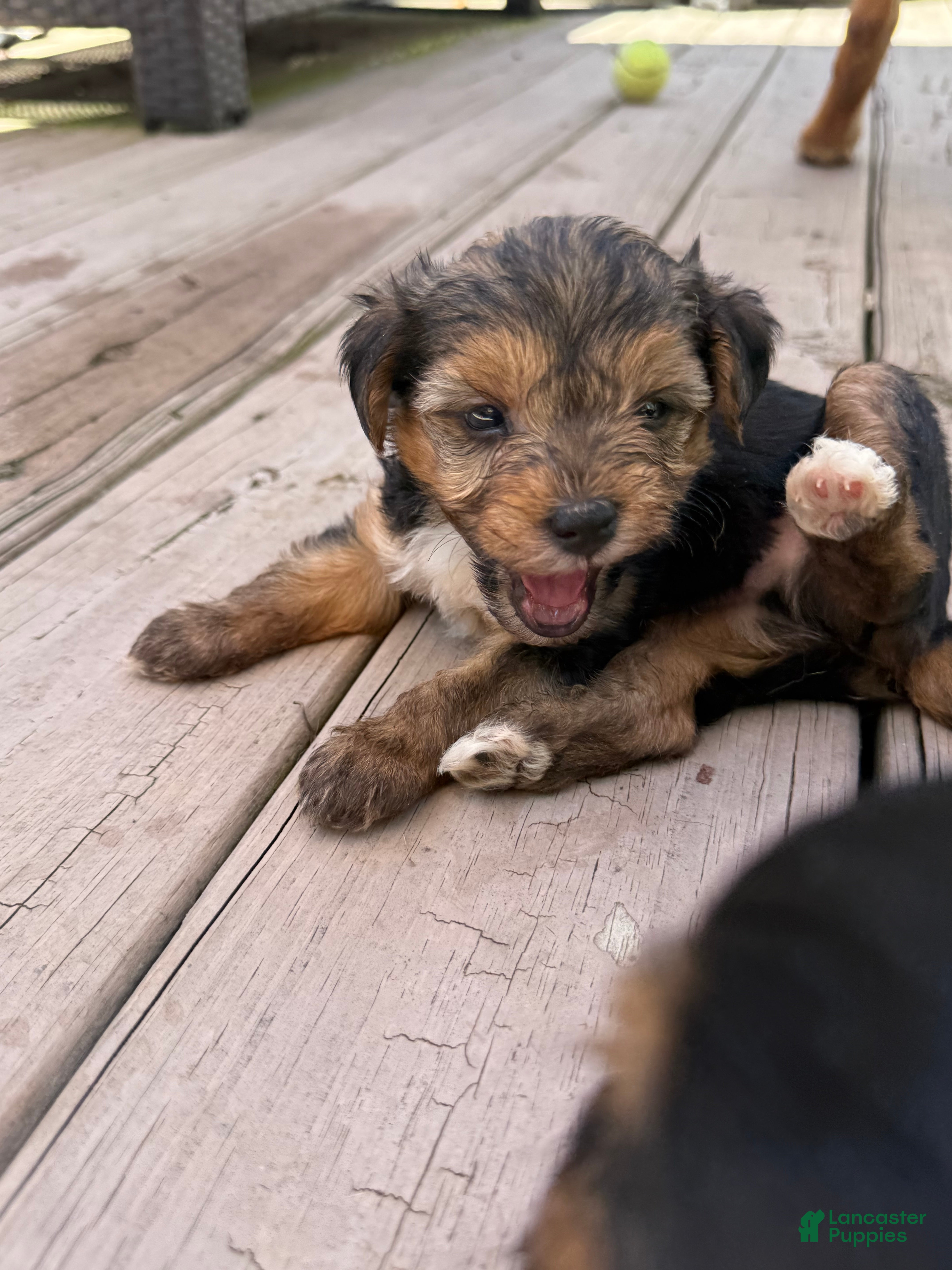 Yorkiepoo dogs Bo - Ad 35
