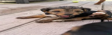Bo