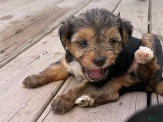 Yorkiepoo dogs Bo - Ad 35