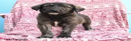 Mixed Breed dogs for sale: Herold - Ad 3