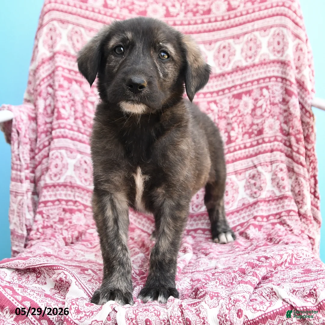 Mixed Breed dogs for sale: Herold - Ad 3