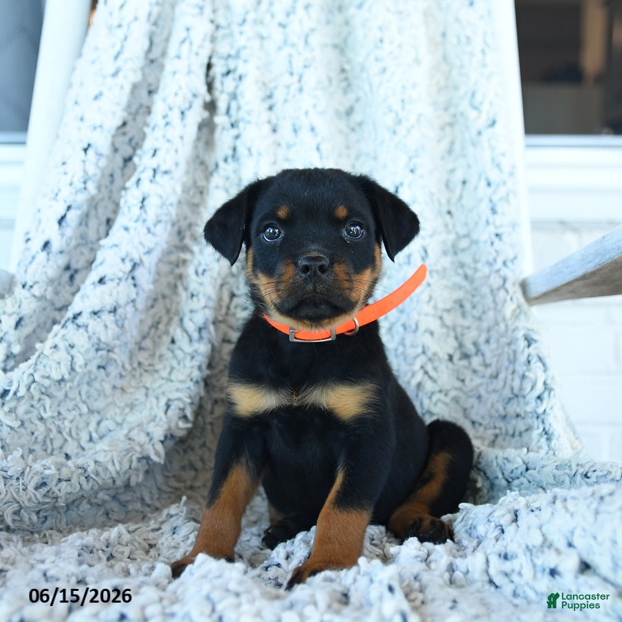 Rottweiler dogs Rita - Ad 1