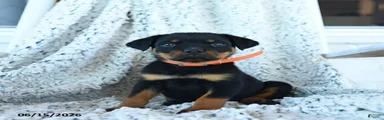 Rita