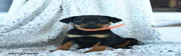 Rottweiler dogs for sale: Rita - Ad 1