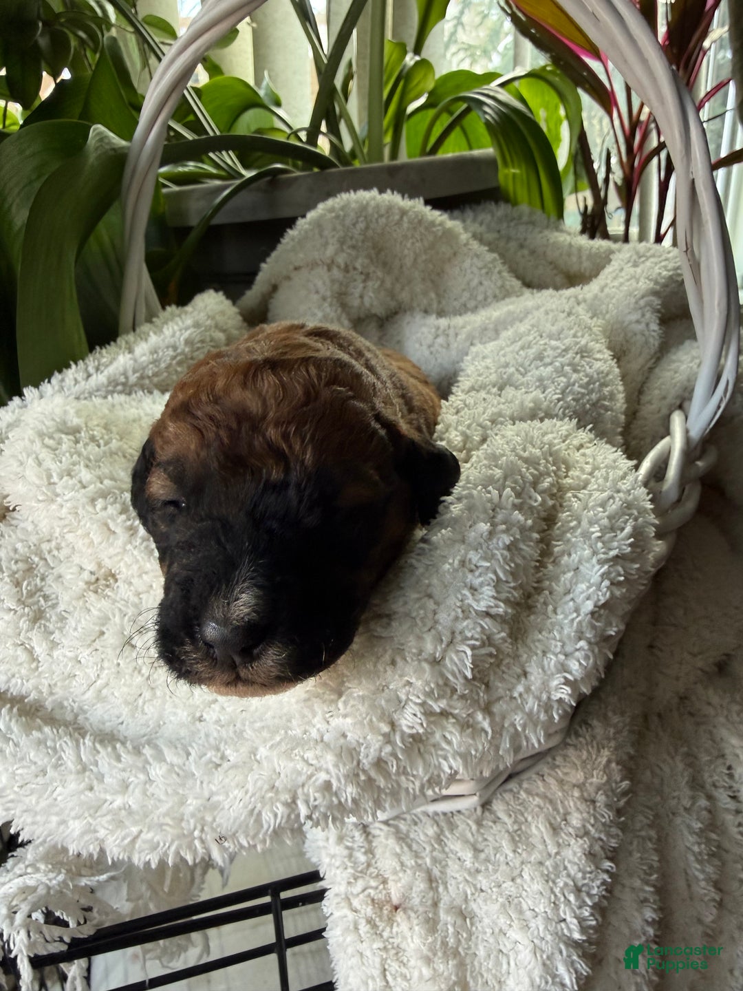 Mixed Breed dogs for sale: Brownie - Ad 3