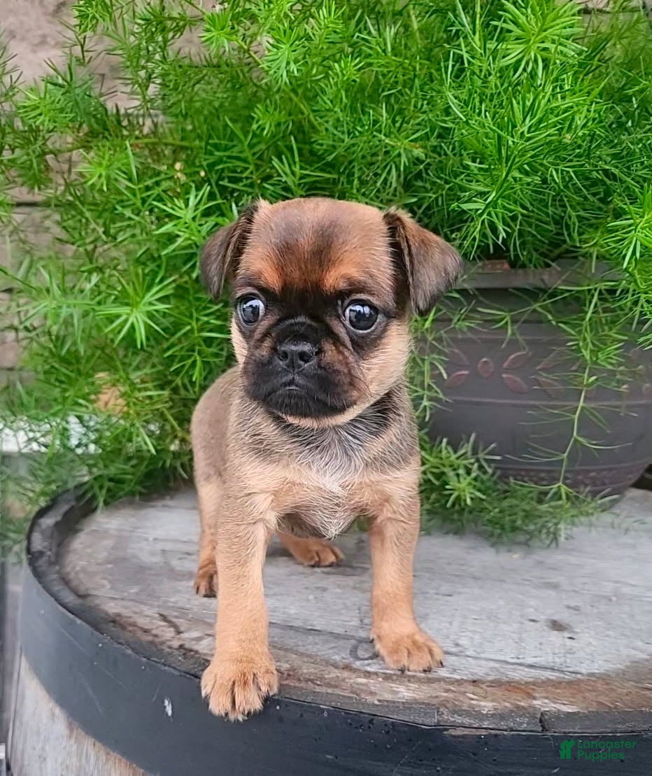 Mixed Breed dogs Boy  - Ad 1