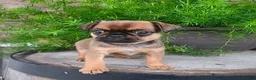 Mixed Breed dogs for sale: Boy  - Ad 1