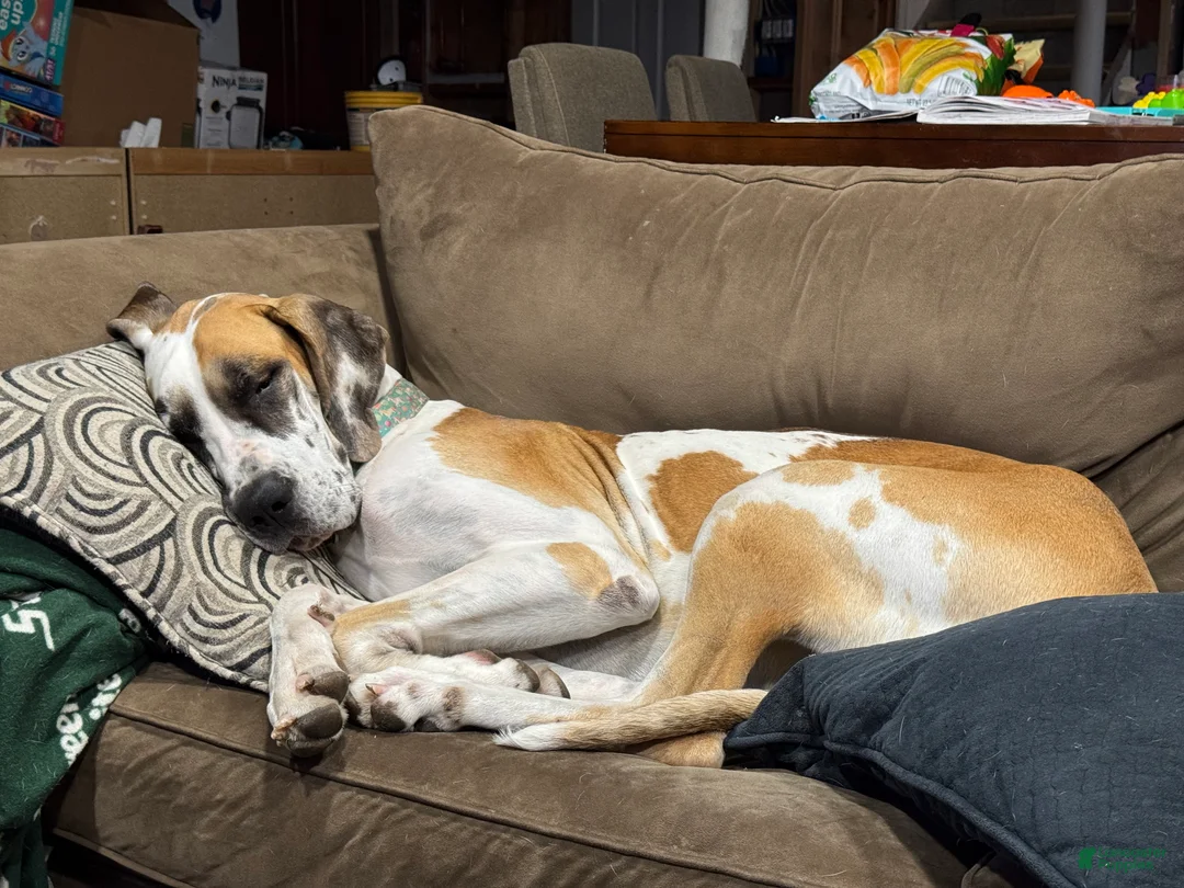 Great Dane dogs for sale: Tobie - Ad 2