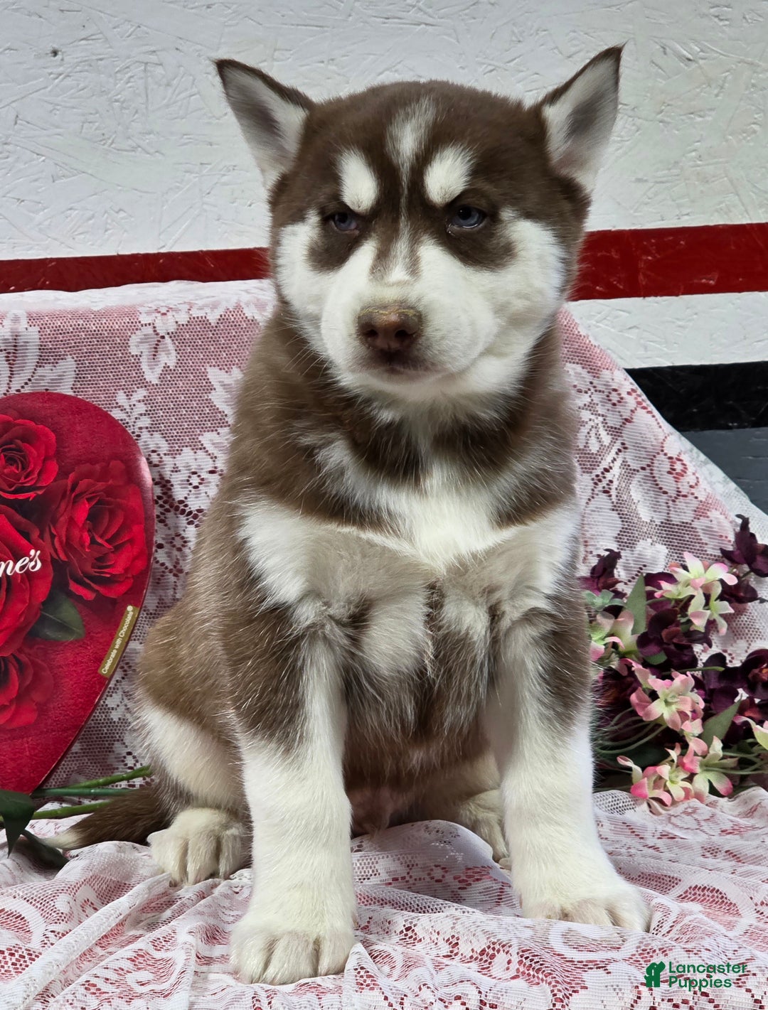 Siberian Husky dogs for sale: Karter - Ad 4