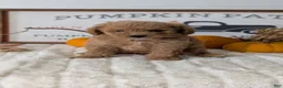 Mini Goldendoodle dogs for sale: Jill - Ad 7