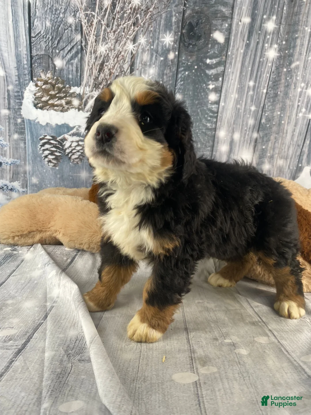 Bernese Mountain Dog dogs for sale: June - Ad 3